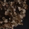 紫陽花