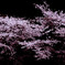 桜華爛漫-oukaranman-