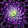 flower14