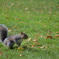 A Squirrel in Hyde Park