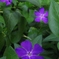 niwa_503