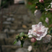 白い花のお出迎え