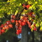 Green in Red