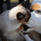 生き物 猫 ミックス（猫） 仲良し