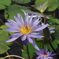 Water Lily
