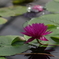 Water Lily