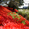 深紅の絨毯