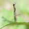 カマキリ4号