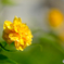 お花