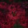 花火