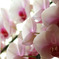 Phalaenopsis orchid