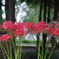 cluster amaryllis