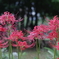 cluster amaryllis