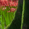 Red or Green