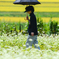 蕎麦の花畑を歩く