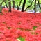 赤い森