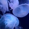サンシャイン水族館のクラゲ