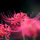 お彼岸の花Ⅱ