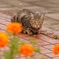 花と猫