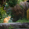坂の上の猫