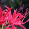 曼珠沙華