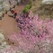 青梅梅林