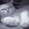 うちのこ
