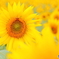 お日様のお花