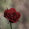 ミニ薔薇