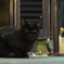 黒猫