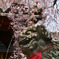 枝垂れ桜と狛犬