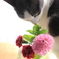 猫と花