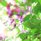 萩の花