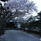 散る桜に何思ふ