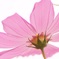 秋の花