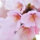 桜、撮り始め～♪