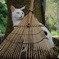 笠戸島の猫②