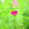 希望の花