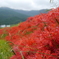 彼岸花