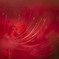 紅花