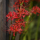 権狐の花