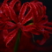 Spider lily