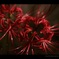 burn with passion 