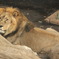 KING!  @ＵＥＮＯ　ＺＯＯ