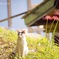 猫と華