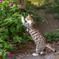 猫と花