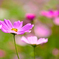秋桜