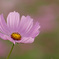 GC3A4336_1_hp