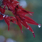 雨紅葉