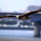 Milvus (Black Kite)